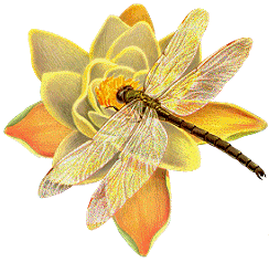 Fleur_jaune_Libellule