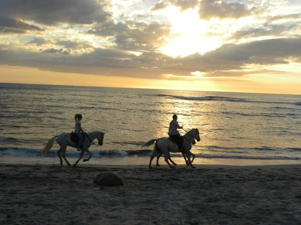 Playa horses