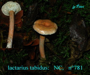 lactarius_tabidus__n_781