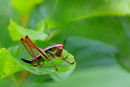 Sauterelle sur feuille