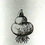 Crocus
