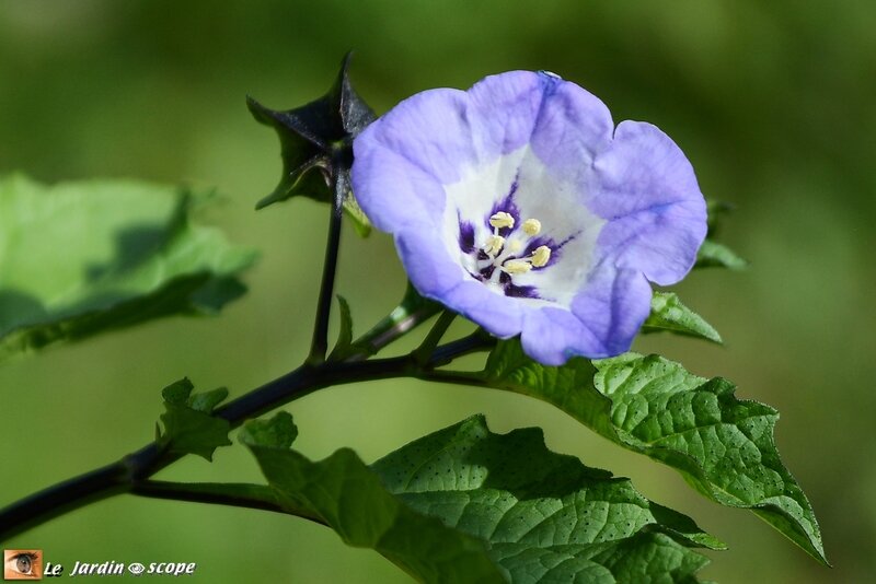 Nicandra-physaloides-fleur