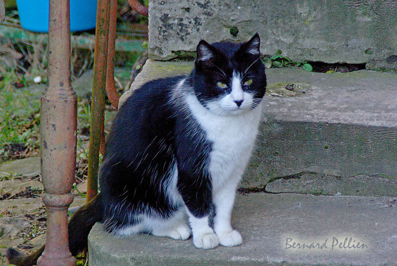 202000206_animaux_chat_04