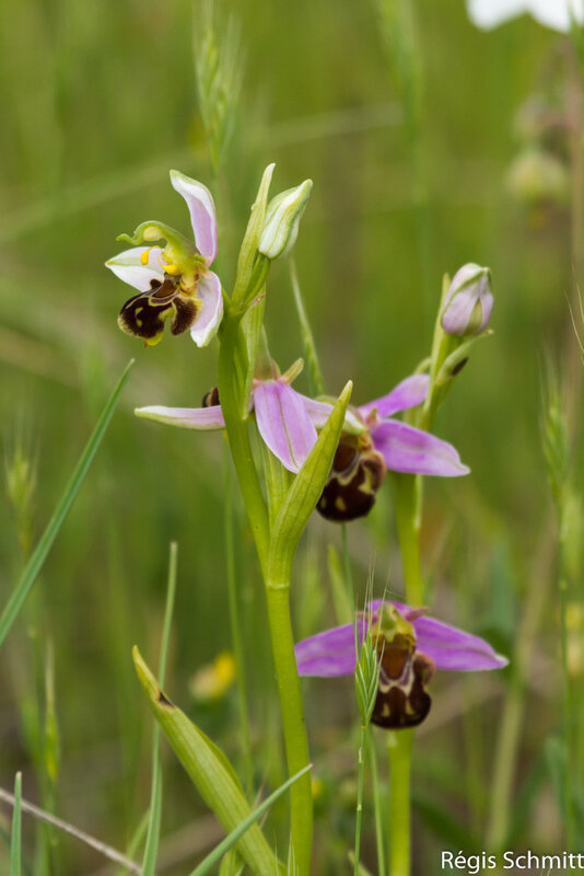 Ophrys apifera_Ophrys abeille 2019 0 30a3