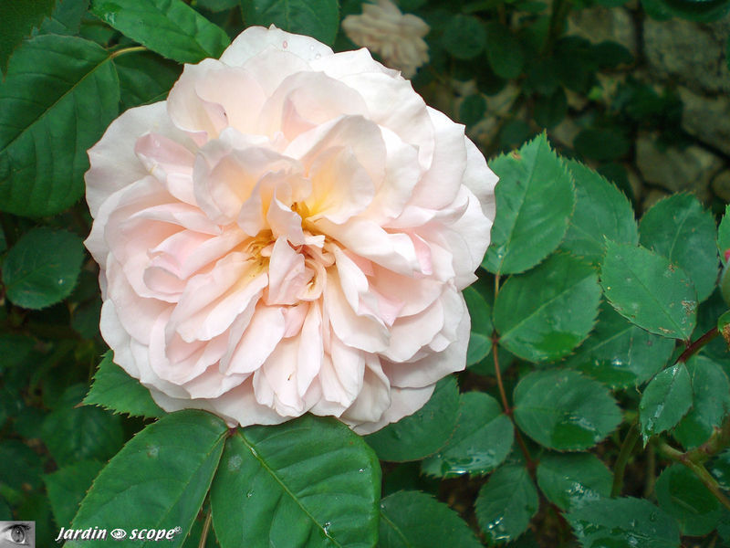 Rosier Leander • Jardin d'André Eve