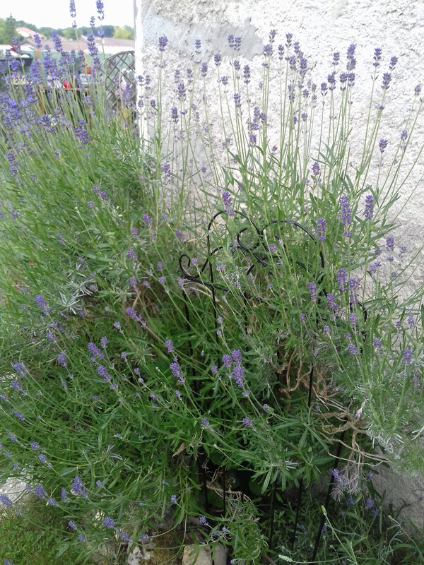 20190622_161958
