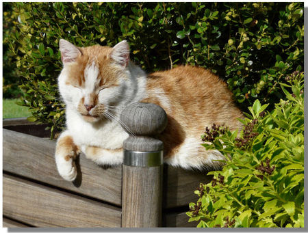 Garf