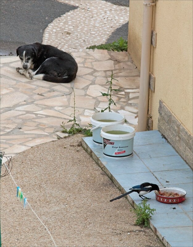 ville gamelle chiens oiseaux 020717 10 pie