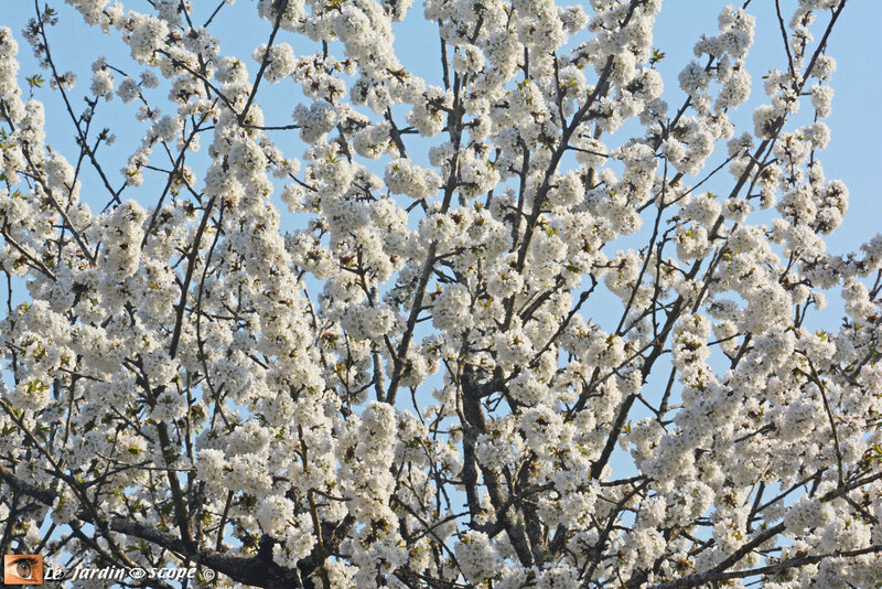 Cerisier-en-fleurs