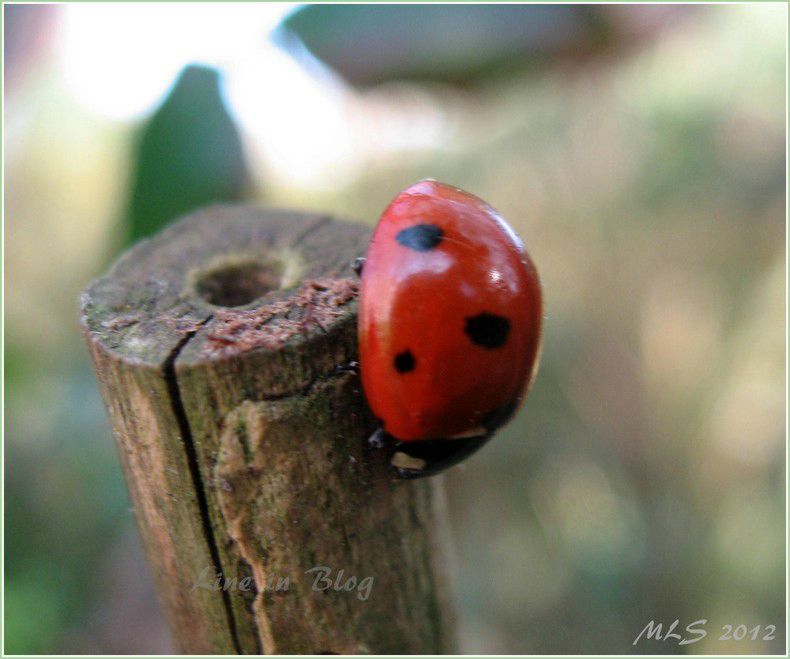 coccinelle