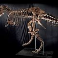 Rare Tyrannosaurus Rex Skeleton to be Offered on October 3 at The Venetian® in Las Vegas
