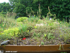 Dans le jardin d'André Eve - Mai 2008