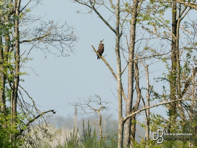 Buse variable (Buteo buteo)