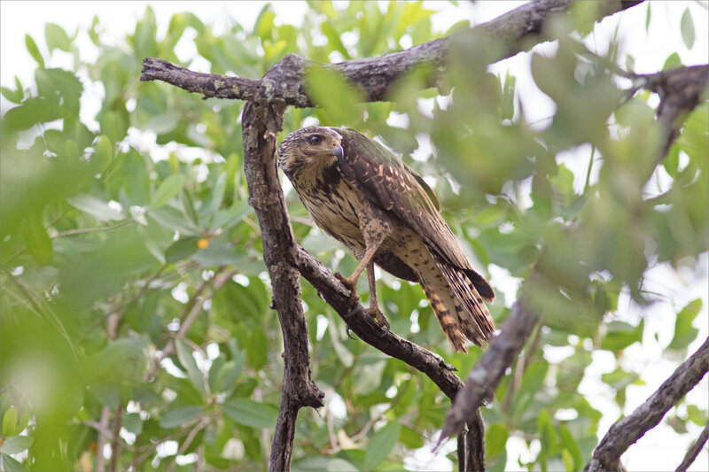 J7 Ensenada 071219 ym 35 oiseau buse indet