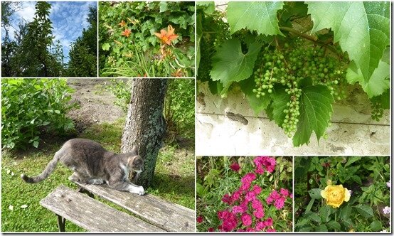 jardin 20 juin 20205