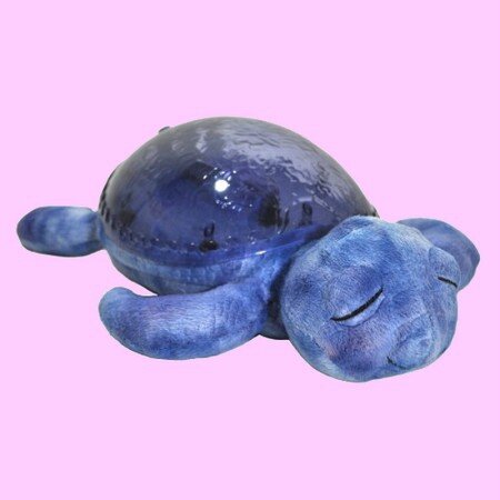 tortue