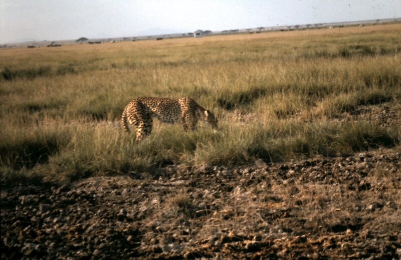 amboseli guepard g