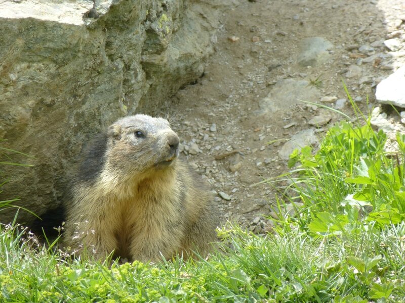 Marmotte à la porte de son habitat