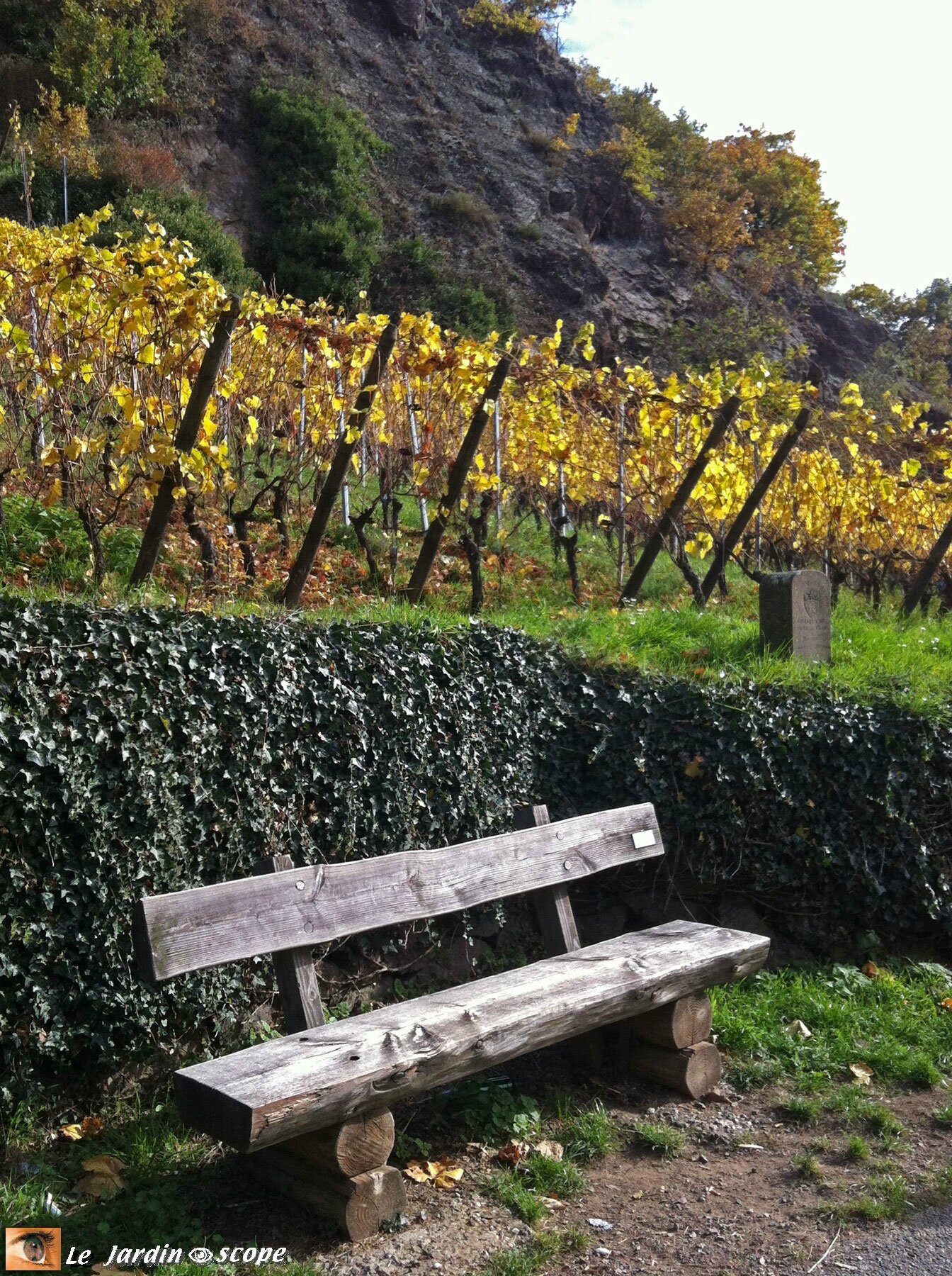 Banc en rondins dans le Vignoble du Rangen de Thann