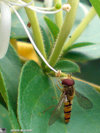 Syrphe_tetant_du_nectar
