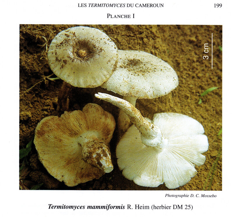 Termitomyces mammiformis