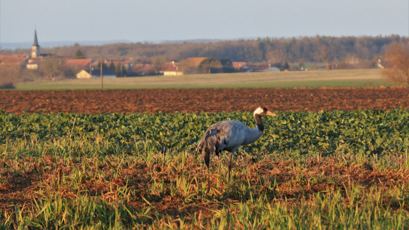 IMG_2013 - Copie