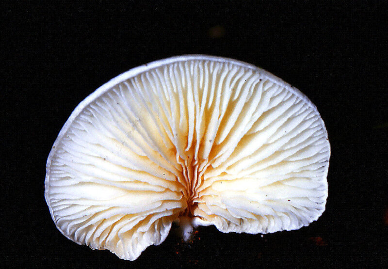 Crepidotus mollis DRG 1987 1009