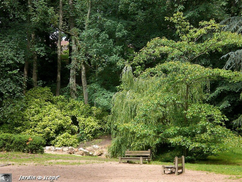 A l'arboretum de Chateauneuf-sur-Loire