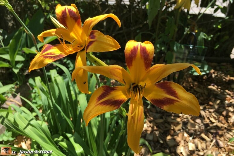 Hemerocallis Topaze