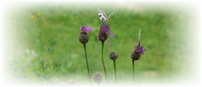 Nature aux Eparges