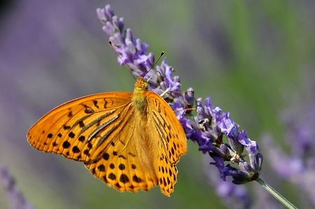 lavande-papillon