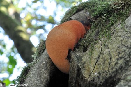 Fistuline hépatique • Langue de bœuf • Fistulina hepatica