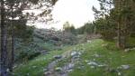 Les sapins arrachés par l'avalanche dévoient le randonneur loin dans le bosquet (des photos plus impressionnantes ne sont pas de qualité suffisante)