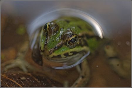 Galuchet_grenouille_rond_180410