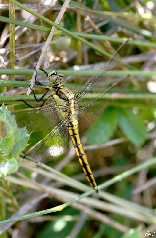 Orthétrum réticulé (Orthetrum cancellatum) b