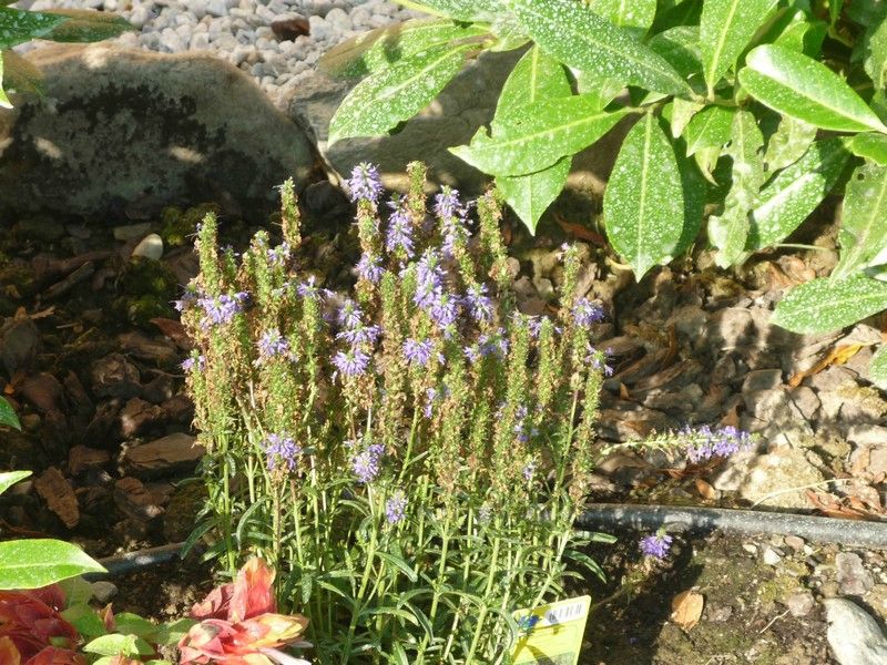 Fleurs été 2009 012