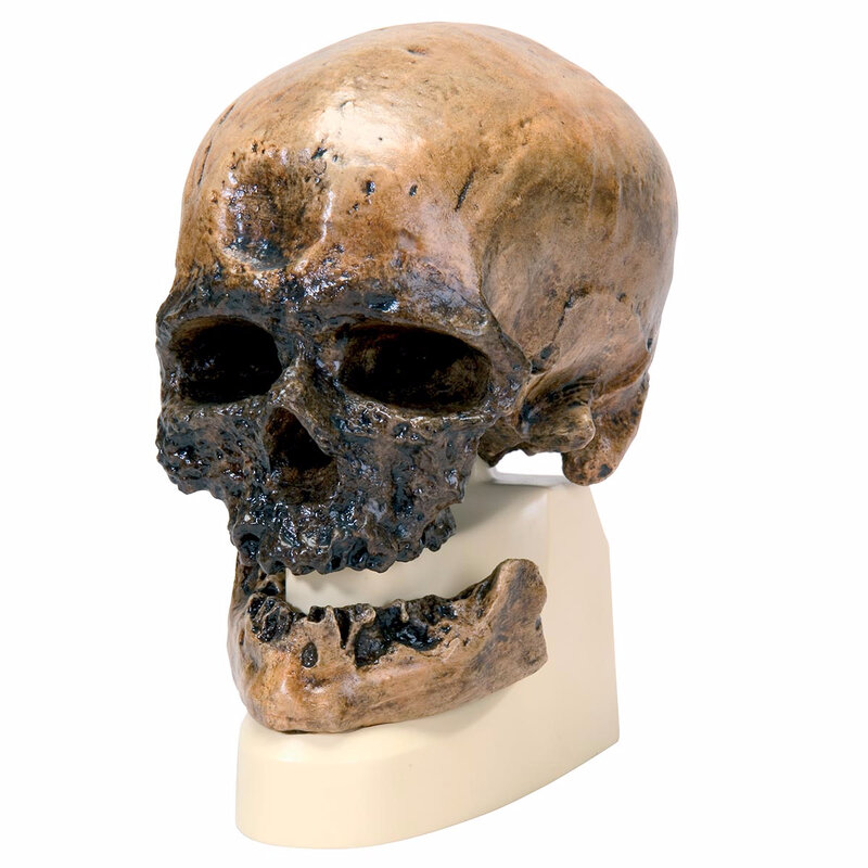 VP752-1_01_1200_1200_Replique-de-crane-dHomo-sapiens-Cro-Magnon