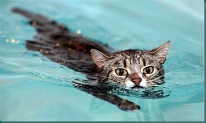tdy-110627-swim-cat-1-12p.grid-8x2