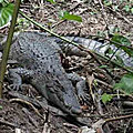 CAMBODGE - La protection du Crocodile siamois, un succès notable
