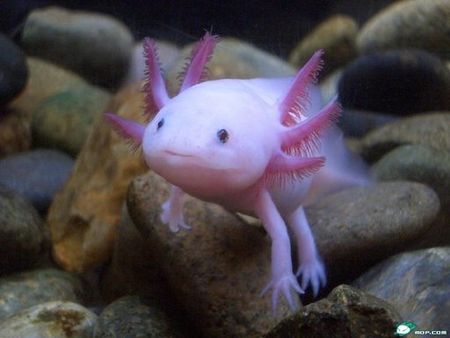 axolotl_2_