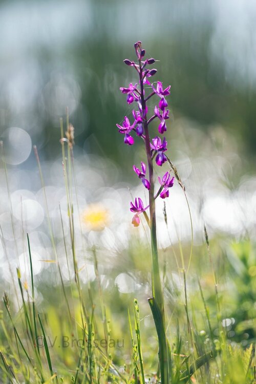 orchis-a-fleur-lache-16-05