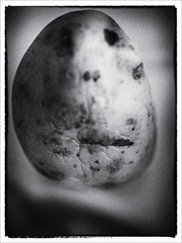 Patate solo 060221