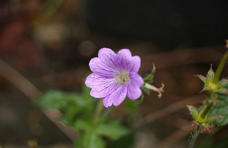 semis spontané mauve3