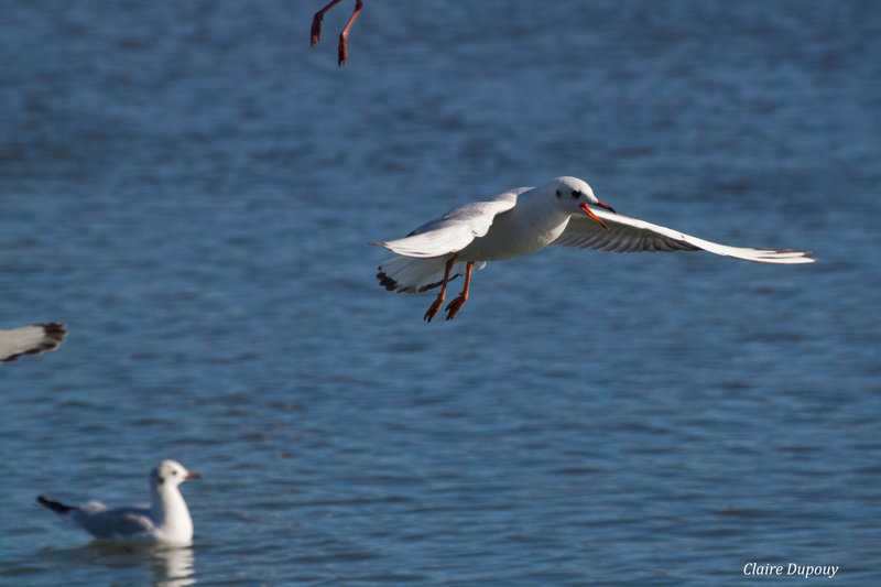 Mouette b