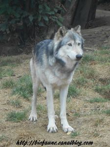 LOUP DE MACKENZIE LA BOISSIERE