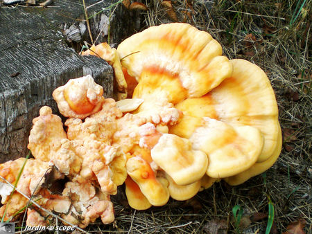 Laetiporus_sulfureus