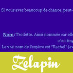 Zelapin