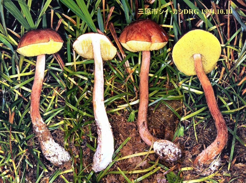 Boletellus elatus 1994_1010_0001b-redim4000