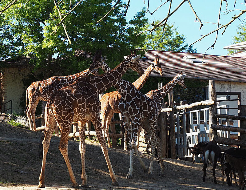 zoo-beauval-animaux-girafes-28