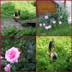fleurs_et_poulettes
